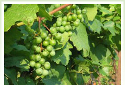 základní informace o odrůdách vína - ilustrační foto